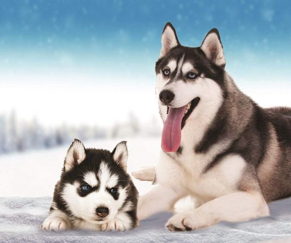 

husky dog fleece throw blanket sofa warm bed blanket kids blankets home textiles