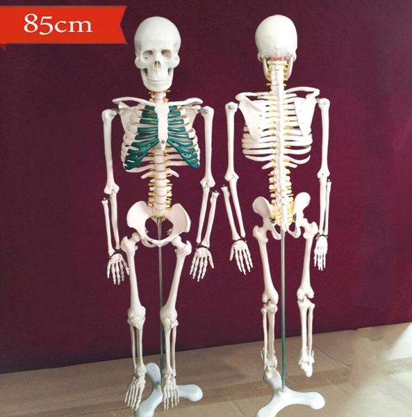 

wholesale new human skeleton with spinal nerve disc model 85cm can be active teaching medical realistic mannequins 1pc c007, Black
