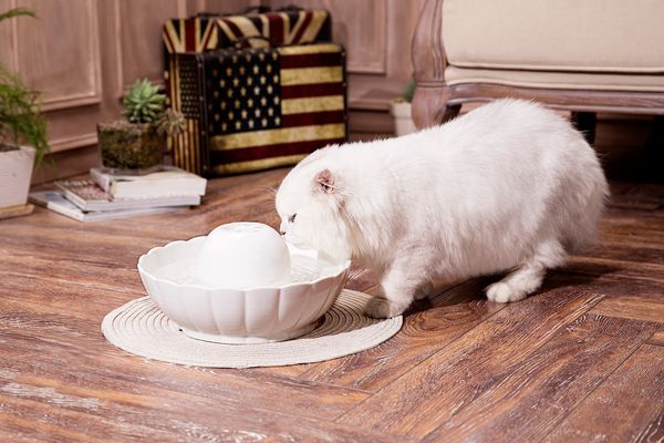 Acheter électrique Automatique 21l Chien De Fontaine Deau Pour Animaux De Compagnie Chat Potable Bol En Céramique De 6533 Du Drinkpetfountain