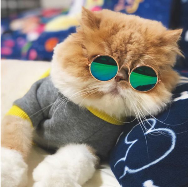 gafas de sol para gatos