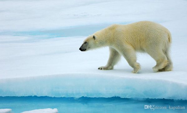 

Free Shipping Polar Bear Art Posters Print Photopaper 16 24 36 47 inches