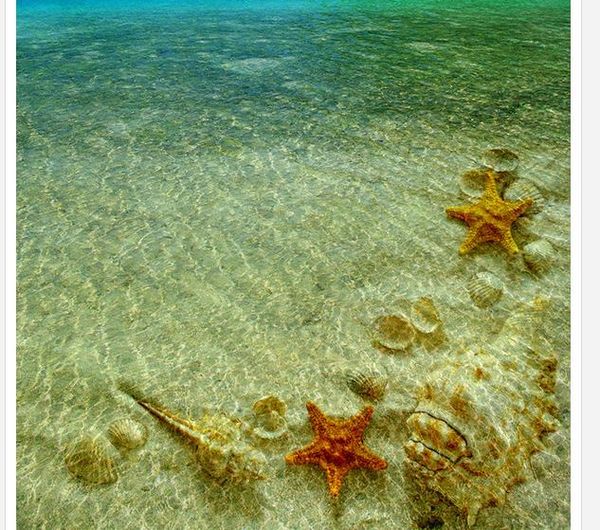 

modern floor painting conch starfish clear sea water bathroom bathroom bedroom 3d floor mural-3d pvc wallpaper self-adhesive floor wallpape