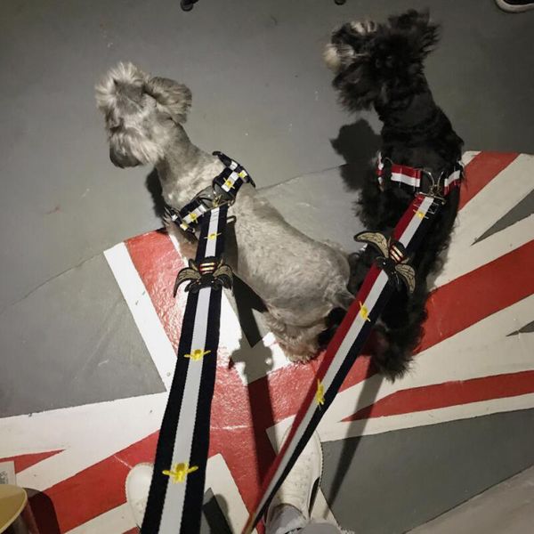 

Coleiras & Trelas para Cães fashionbape