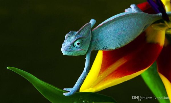 

Free Shipping Blue Chameleon Art Posters Print Photopaper 16 24 36 47 inches