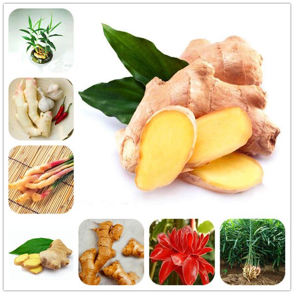 

new arrival 100 pcs ginger seeds balcony vegetables potted bonsai plant seeds four seasons zingiber seeds plants