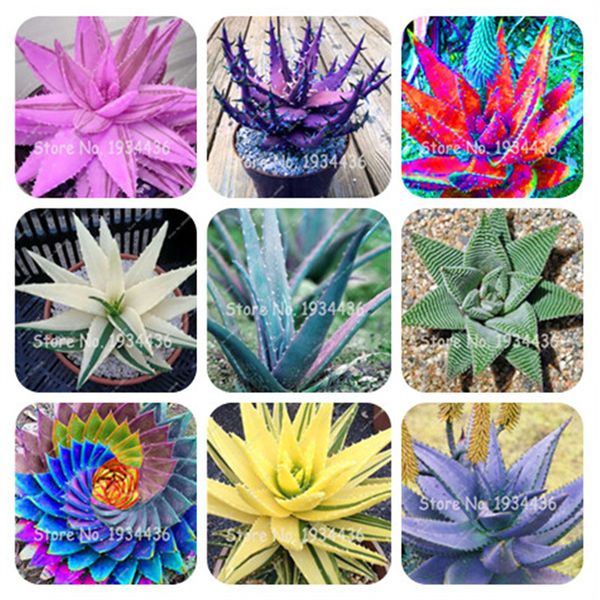 2019 Rare Aloe Vera Seeds Aloe Vera Plant Herbal Succulent Seed