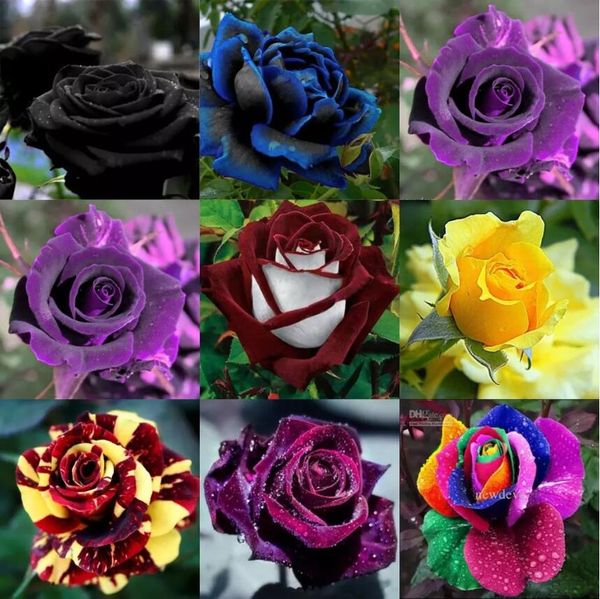 

2019 Последние Красивые Новые Сорта 10 Цветов Роза Семена Цветов 100 Семян В Упаковке