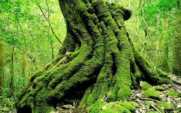 

wallpaper 3d mural for living room green forest mood big tree ultra hd tv background wall decoration painting home decor living room wall