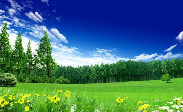 

3d wallpaper custom p wallpaper 3d stereo blue sky and green grass with flowers home decor living room wall covering