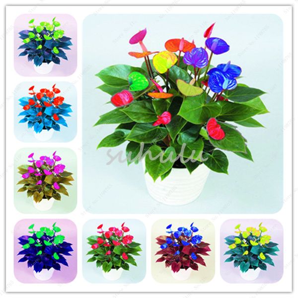 

Sale! 50Pcs/bag mixed Anthurium Seeds Potted Bonsai Flower Perennial Flowering Constantly Balcony Plant For DIY Home & Garden