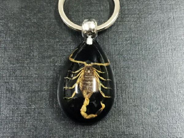 

fashion jewelry yqtdmy key chains 17 pcs real insect gold scorpion key ring black drop design keychain, Slivery;golden