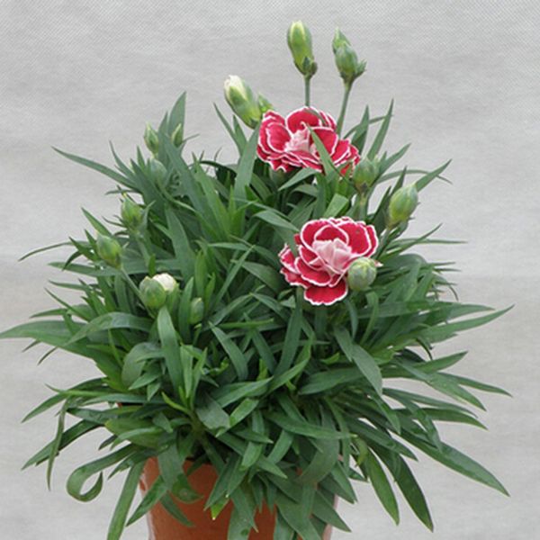 

Carnations seeds, Cut Carnation Perennial mixed color flower seed 200 particles/bag