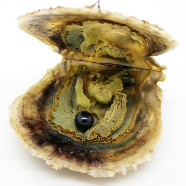 Qualità all'ingrosso 7-8mm rotondo Akoya shell perla ostrica acqua di mare ostrica perla nera vari colori possono scegliere