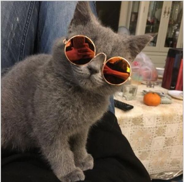 Acheter Lunettes De Soleil Lunettes De Soleil Pour Chats Lunettes De Soleil Pour Chiens Personnalité Chapeaux Rigolos Accessoires Pour Animaux De