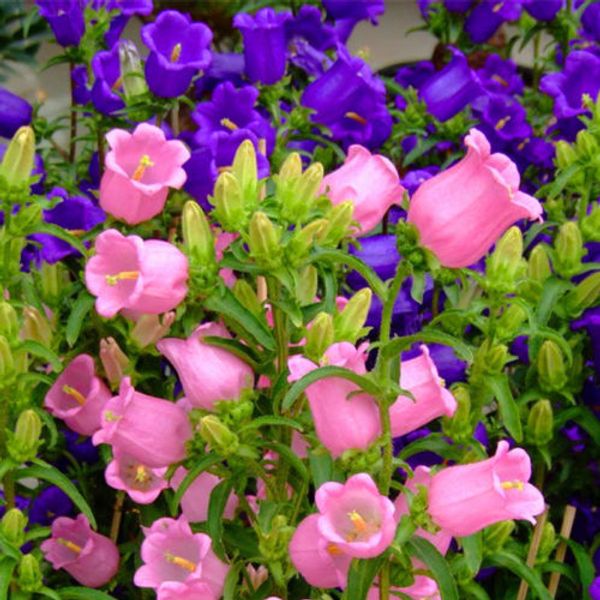 

Flores, pétalas e guirlandas greatvip