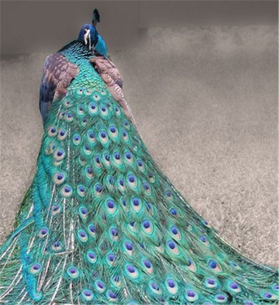 

diy diamond painting cross stitch kit rhinestone mosaic home decoration animal peacock painting full square diamond embroidery zxh1428