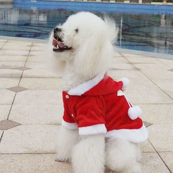 red schnauzer puppies