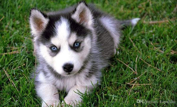 

Free Shipping Cute Husky Puppy Art Posters Print Photopaper 16 24 36 47 inches