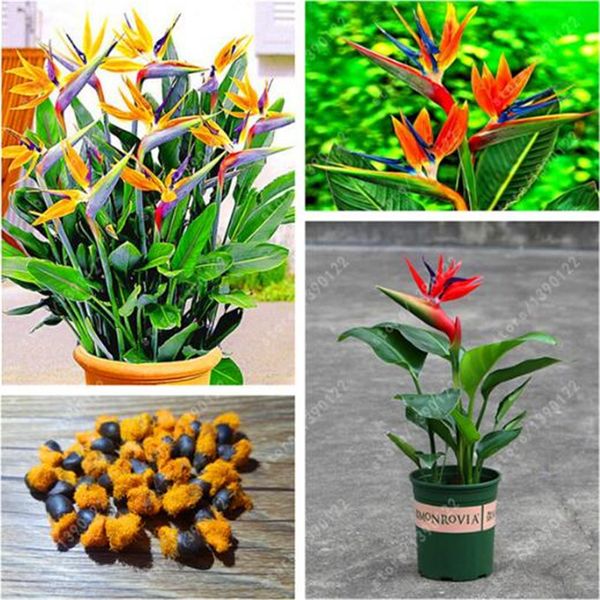 Acheter 100 Réel Strelitzia Reginae Graines Intérieur Plante En Pot Fleurs Fleurs Oiseau De Paradis Graine Jardim Bonsaï Sementes Livraison Gratuite