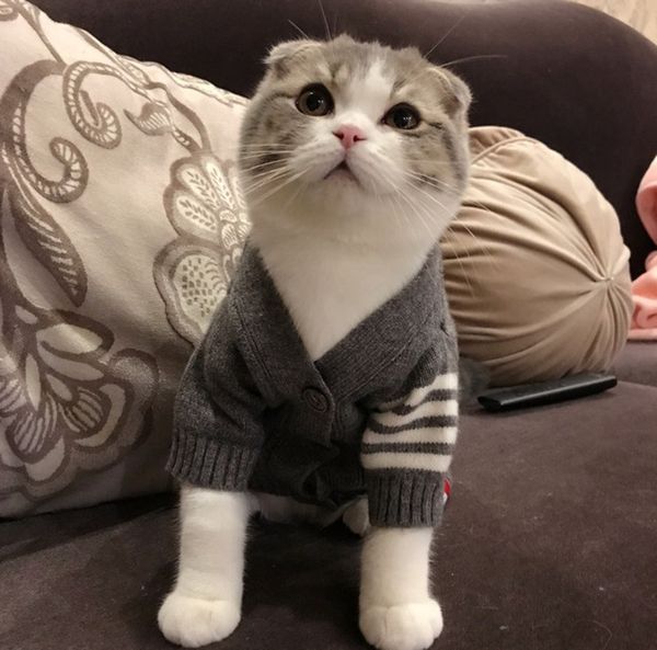 

Cats Clothes Fashion Vests For Dogs And Cats Cardigan Vest Warm Outwears Teddy Pug Schnauzer Sweater High Grade Cats Apparel