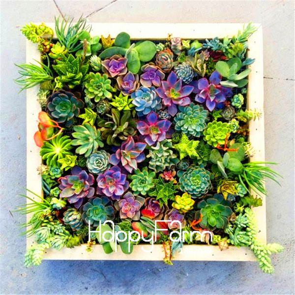 

Sementes cstllmyyxgs