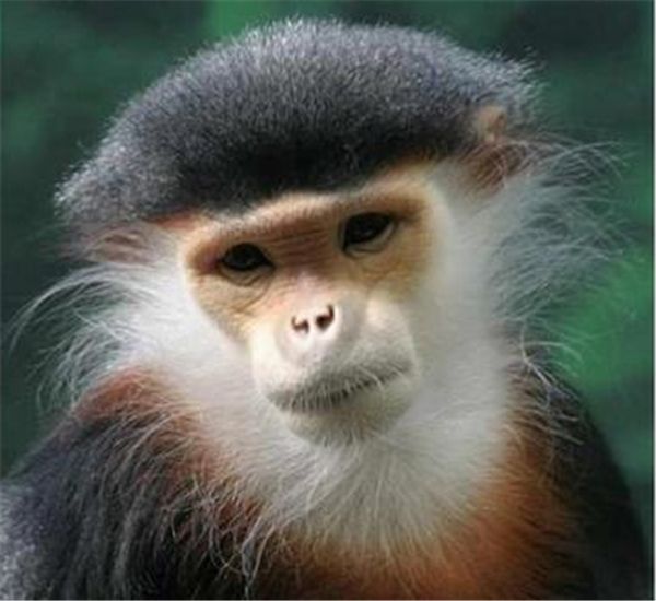 

горный хрусталь полный квадратный алмазы вышивка животных обезьяна diy алмаз живопись вышивки крестом kit главная мозаика украшения zxh1353