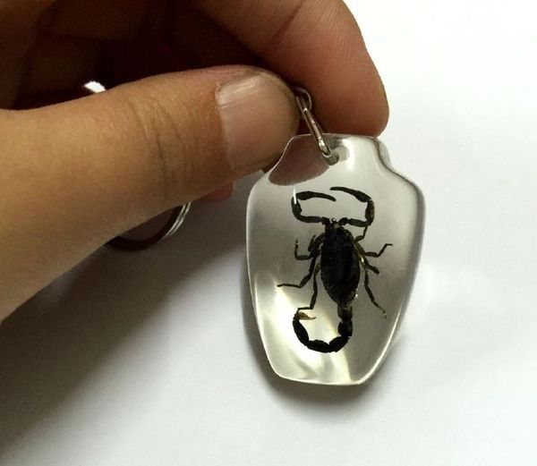 

real black scorpion vase style wedding gift keychain, Silver