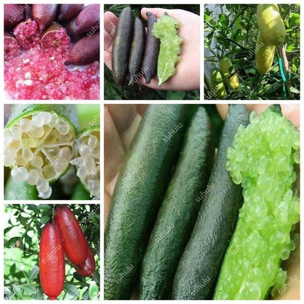 

Free Shipping 50 Pcs/Bag Novel Finger Limes Citrus Pomegranate Seeds Delicious Sweet Fruit Seeds For Home & Garden Plant Mix Colors
