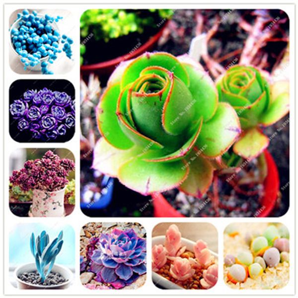

100 шт./пакет сочные семена echeveria суккуленты литопс семена бонсай семена цветов крытый завод для дома сад очистить воздух