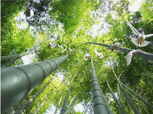 carta da parati camera da letto Murali zenith top piccione volante foresta di bambù estetica tridimensionale ad alta definizione