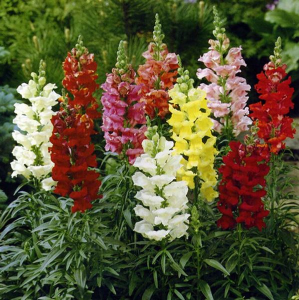 

1 оригинальный пакет 100 шт. общие snapdragon семена, сад бонсай смешанные цвета цветок п