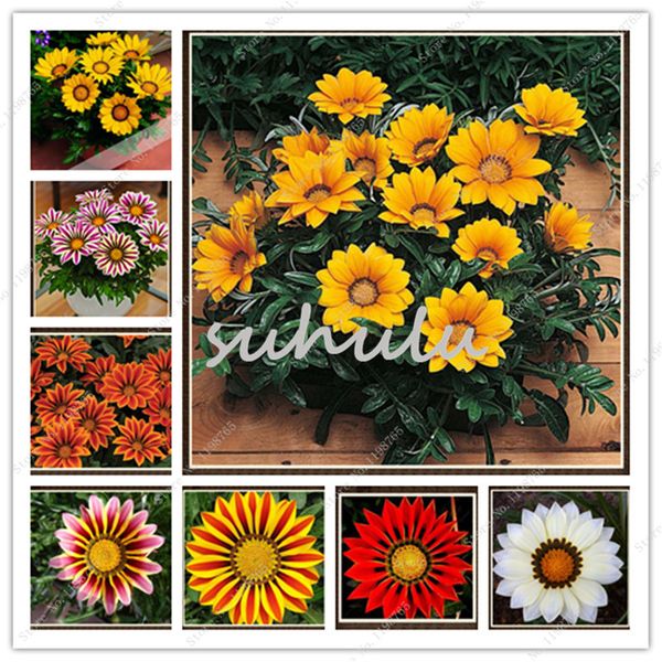 

100 Шт. Красочные Великолепные Семена Gazania Прекрасный Бонсай Семена Цветов Главная