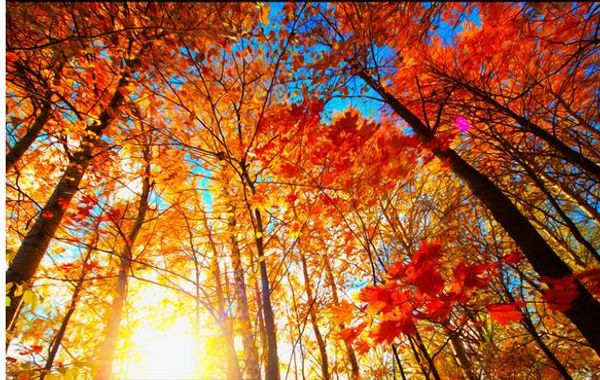 

клаиекие обои дл ен овѬеменнй кѬаивй кленовй ли кѬанй, когда жив