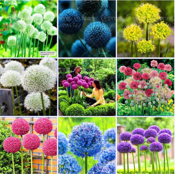 

10 Цветов 100 Шт. Смешанный Гигантский Allium Giganteum Семена Фиолетовый Allium Органический