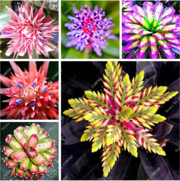 Grosshandel 100 Stucke Seltene Bromelie Samen Gemuse Und Obst