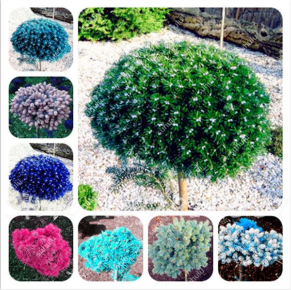 

100 Шт. Колорадо Смешанные Семена Пихты Coloful Семена Ели Picea Дерево В Горшке Бонсай Двор Сад Бонсай Завод Сосны Семена Красоты Сад