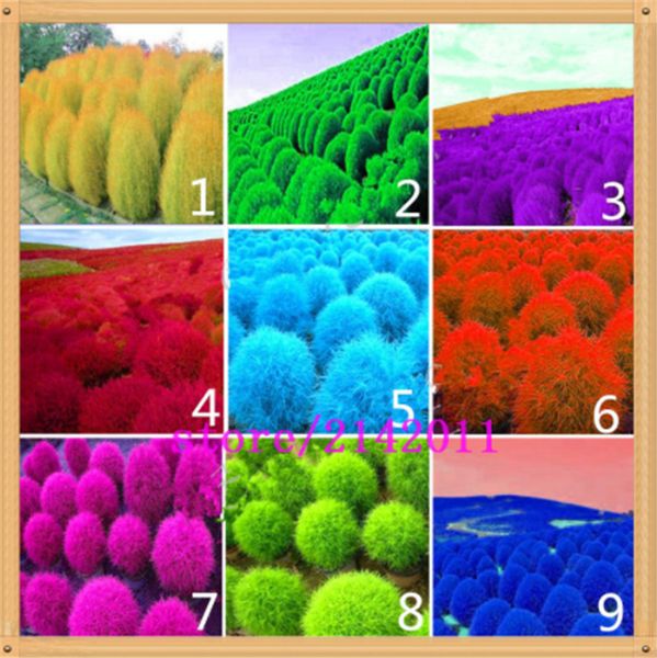 

200 PCS/мешок семена, кохия,кохия scoparia на смешанные,жгучие кохия scoparia на кусте,семена