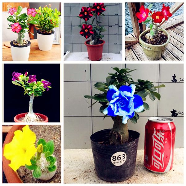 2019 Bag Desert Rose Seeds Adenium Obesum Plant Pot Free 2 Pcs Bag Desert Rose Seeds Adenium Obesum Plant Pot Bonsai Flower