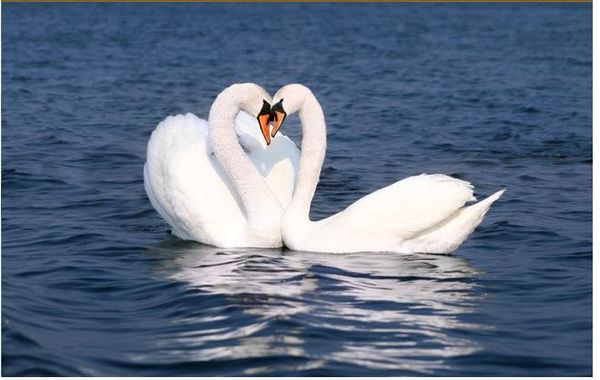 

custom p wallpaper large wall painting background wall paper beautiful romantic swan living room wall 3d mural wallpaper