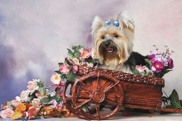 

a1210 lovelydog 30*20 5d diy diamond embroidery painting home decor diamond crossing stitch 100% resin tool dril painting mosaic needlework