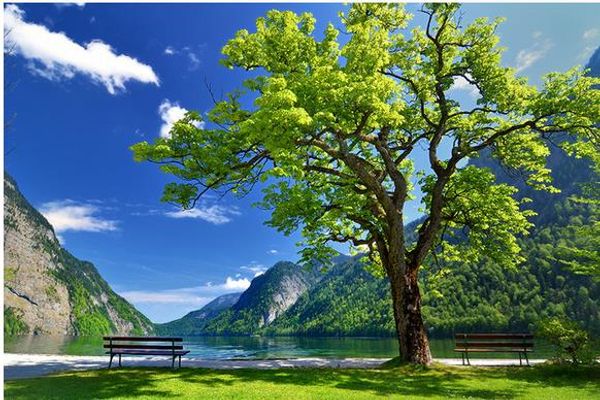

big tree, blue sky, grass, tv background wall 3d murals wallpaper for living room