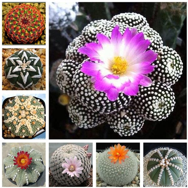 

100 pcs exotic cactus seeds japanese rare succulents seeds flower sementes bonsai seeds indoor plants perennial flowers garden