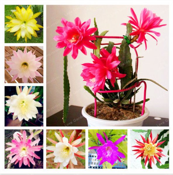 

Outros Acessórios Jardim ymhzdy