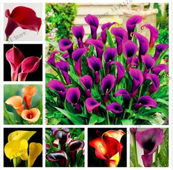 

Outros Acessórios Jardim ymhzpy