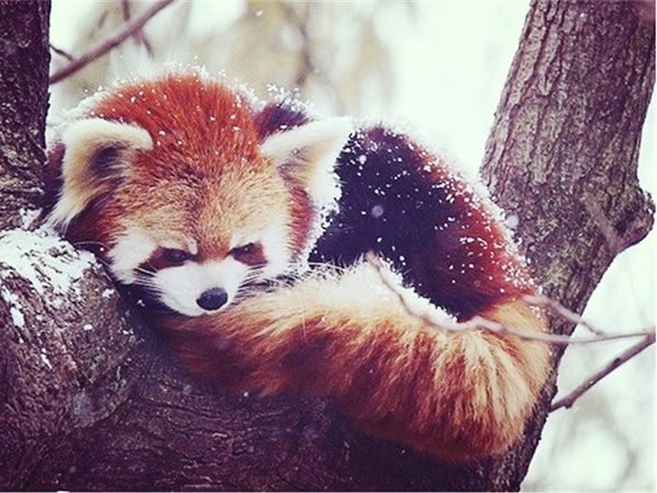 

a2284 енот 40 * 30 5d diy алмазная вышивка живопись home decor алмазный крестиком 100% смола инструмент дриль живопись мозаика рукоделие