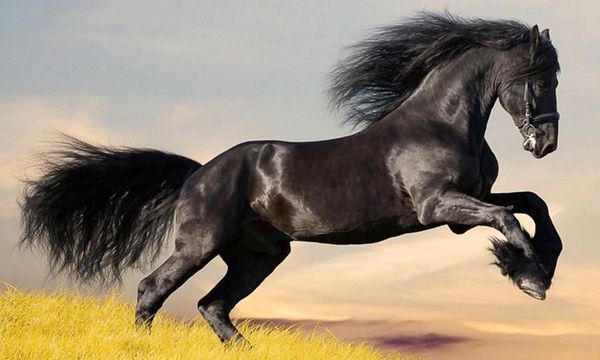 

a1814 blackhorse 50 * 30 5d diy алмазная вышивка живопись home decor алмазный вышивка крестом 100% смола инструмент dril живопись мозаика ру