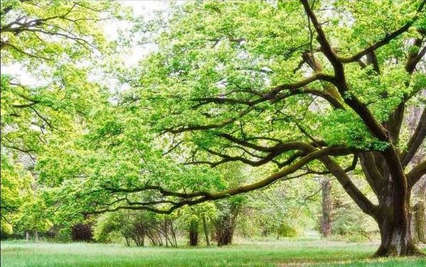 

custom p wallpaper green woods landscape hd tv background wall art mural for living room large painting home decor