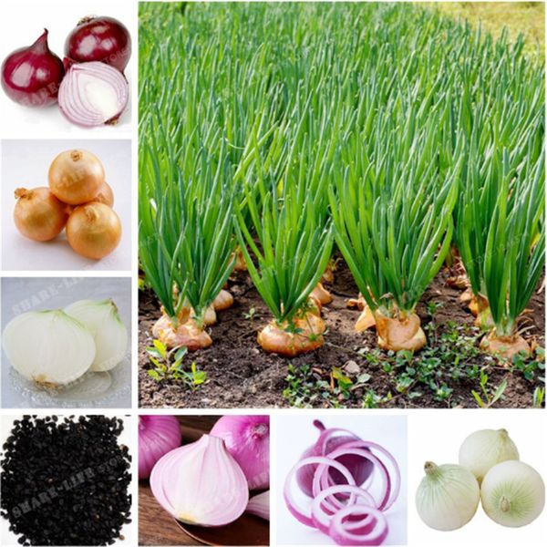 

100 Шт. Лук Семена Овощ 95% Высокая Всхожесть Овощ Китайский Allium Cepa Здоровый Овощ Для