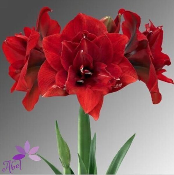 

Outros Acessórios Jardim beautifuldresschina