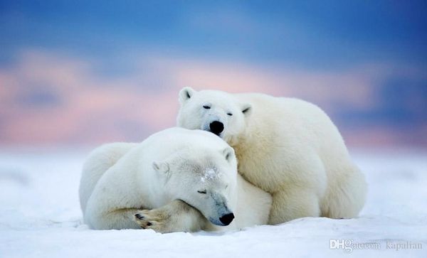 

Free Shipping Alaska Two White Bears Art Posters Print Photopaper 16 24 36 47 inches